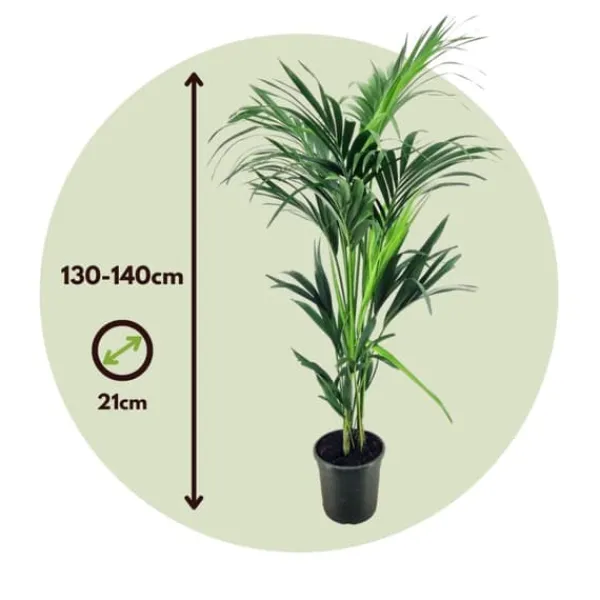 Best Förmakspalm - Howea forsteriana - Höjd 130-140cm - ⌀21cm Krukväxter Inomhus