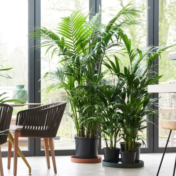 Best Förmakspalm - Howea forsteriana - Höjd 130-140cm - ⌀21cm Krukväxter Inomhus