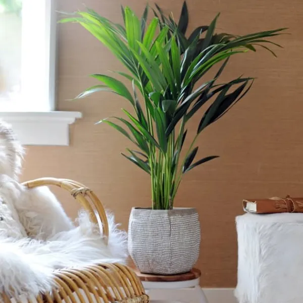Best Förmakspalm - Howea forsteriana - Höjd 130-140cm - ⌀21cm Krukväxter Inomhus