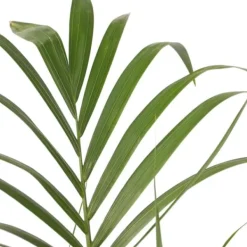 Best Förmakspalm - Howea forsteriana - Höjd 130-140cm - ⌀21cm Krukväxter Inomhus