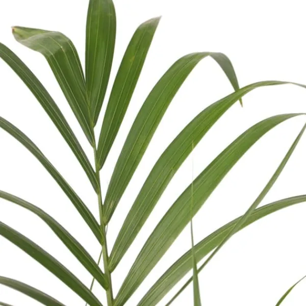 Best Förmakspalm - Howea forsteriana - Höjd 130-140cm - ⌀21cm Krukväxter Inomhus