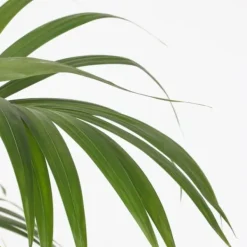 Best Förmakspalm - Howea forsteriana - Höjd 130-140cm - ⌀21cm Krukväxter Inomhus