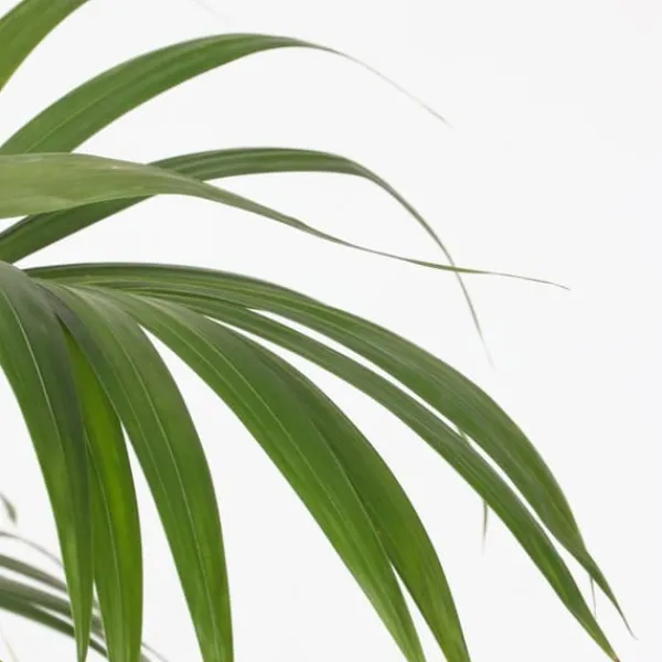 Best Förmakspalm - Howea forsteriana - Höjd 130-140cm - ⌀21cm Krukväxter Inomhus