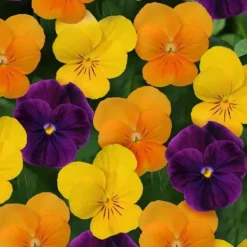 Frön - Horned Violet