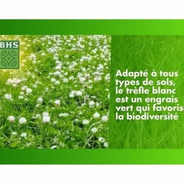 Outlet Frön BHS Trèfle Blanc 500 g Fröer & Lökar