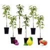 Online Fruktkolonner - Set om 6 - Äpple, päron - Höjd 60-70cm - ⌀9cm Träd