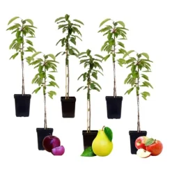 Online Fruktkolonner - Set om 6 - Äpple, päron - Höjd 60-70cm - ⌀9cm Träd