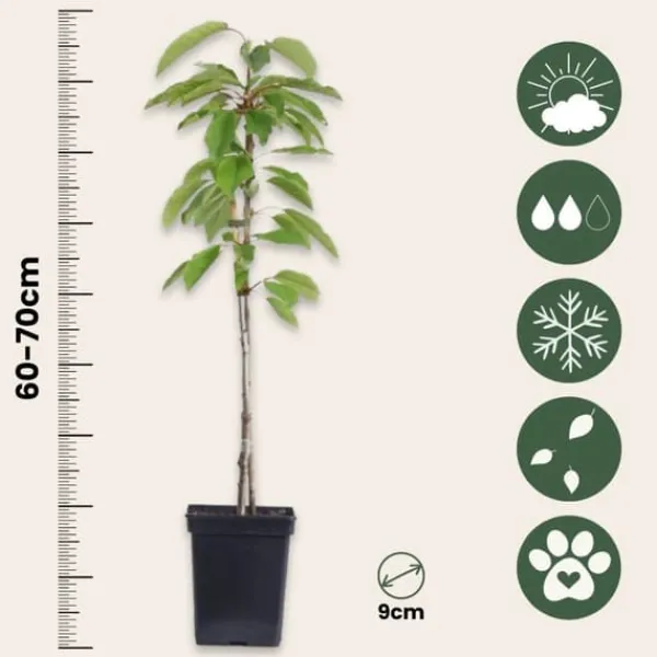 New Fruktkolonner - Set om 3 - Äpple, päron - Höjd 60-70cm - ⌀9cm Träd