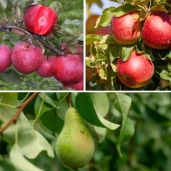New Fruktkolonner - Set om 3 - Äpple, päron - Höjd 60-70cm - ⌀9cm Träd