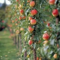 New Fruktkolonner - Set om 3 - Äpple, päron - Höjd 60-70cm - ⌀9cm Träd