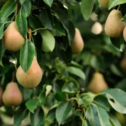New Fruktkolonner - Set om 3 - Äpple, päron - Höjd 60-70cm - ⌀9cm Träd