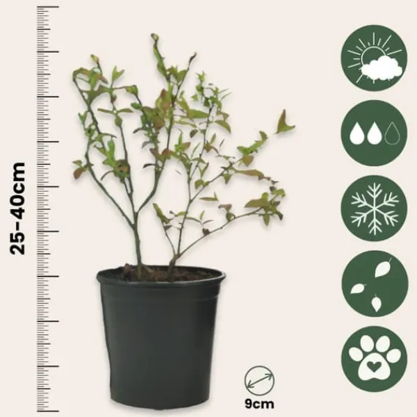 Best Fruktträd - Set om 4 - Actinidia, Vaccinium, Lycium - Höjd 25-40cm - ⌀9cm Kit För Växt- & Örtplantering