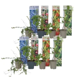 Fruktträd - Set om 8 - Actinidia, Vaccinium, Lycium - Höjd 25-40cm - ⌀9cm