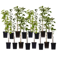 Fruktträdsblandning - Set om 16 - Malus, Pryus, Prunus - Höjd 60-70cm - ⌀9cm