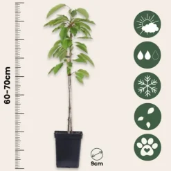 Fruktträdsblandning - Set om 16 - Malus, Pryus, Prunus - Höjd 60-70cm - ⌀9cm