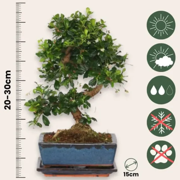 Fukienträd - Carmona microphylla - Höjd 20-30cm - ⌀15cm