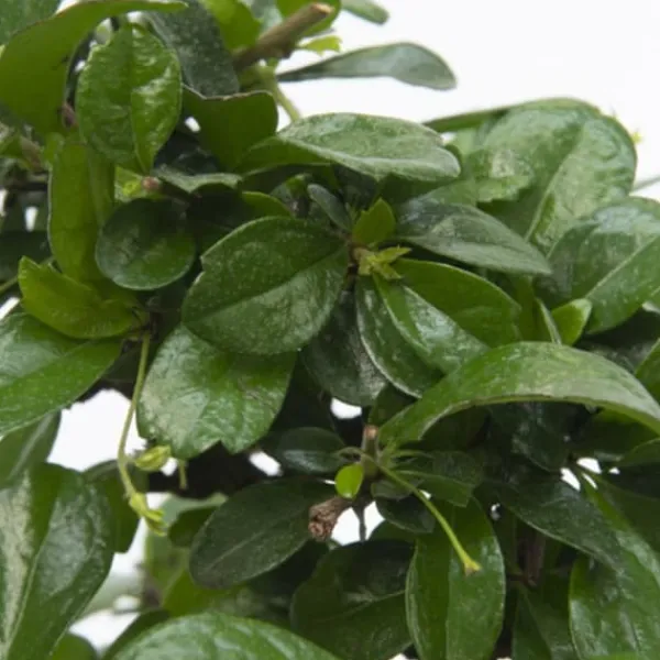 Fukienträd - Carmona microphylla - Höjd 20-30cm - ⌀15cm