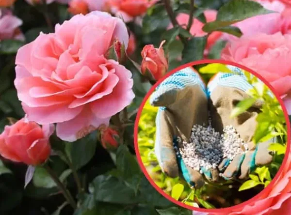 Gödsel för Rose Blommor Granulat Trädgård Start 2kg