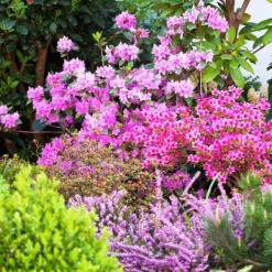 Gödsel för Syraälskande Blåbär Trädgård Start 2kg