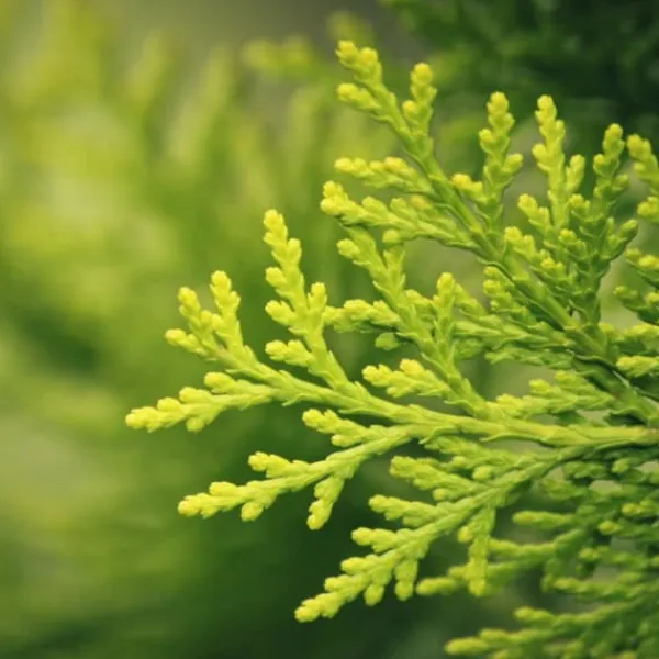 Best Gödsel för Thujas, Arborvitaes, Barrträd, Garden Start 2kg Gödningsmedel