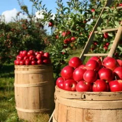Gödselmedel för fruktträd och buskar Trädgård Start 2kg