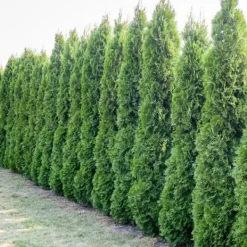 Gödselmedel för Thujas, Arborvitaes, Barrträd, Garden Start 5 kg Gödningsmedel