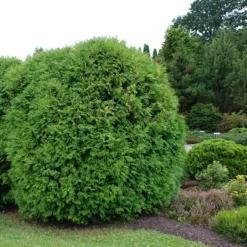 Gödselmedel för Thujas, Arborvitaes, Barrträd, Garden Start 5 kg Gödningsmedel