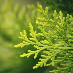 Gödselmedel för Thujas, Arborvitaes, Barrträd, Garden Start 5 kg Gödningsmedel