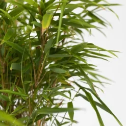 Online Glansbambu - Fargesia nitida 'Gansu' - Höjd 50-70cm - Kruka 17cm Buskar