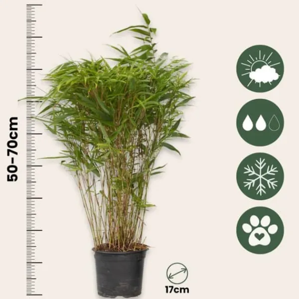 Glansbambu - Set om 6 - Fargesia nitida 'Gansu' - Höjd 50-70cm - ⌀17cm