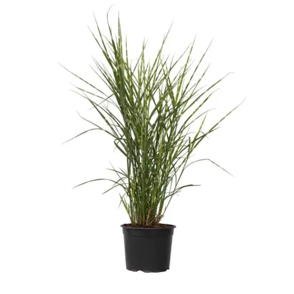 Hot Glansmiskantus - Miscanthus sinensis 'Zebrinus' - Höjd 20-30cm - ⌀23cm Trädgårdsväxter