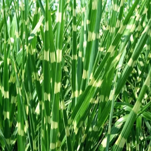 Hot Glansmiskantus - Miscanthus sinensis 'Zebrinus' - Höjd 20-30cm - ⌀23cm Trädgårdsväxter