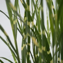 Hot Glansmiskantus - Miscanthus sinensis 'Zebrinus' - Höjd 20-30cm - ⌀23cm Trädgårdsväxter