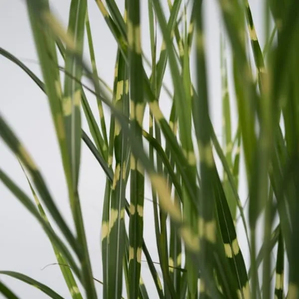 Hot Glansmiskantus - Miscanthus sinensis 'Zebrinus' - Höjd 20-30cm - ⌀23cm Trädgårdsväxter