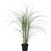 Online Glansmiskantus - Miscanthus sinensis 'Kleine Silberspinne - Höjd 20-30cm - ⌀23cm Trädgårdsväxter
