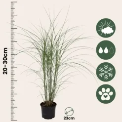 Online Glansmiskantus - Miscanthus sinensis 'Kleine Silberspinne - Höjd 20-30cm - ⌀23cm Trädgårdsväxter