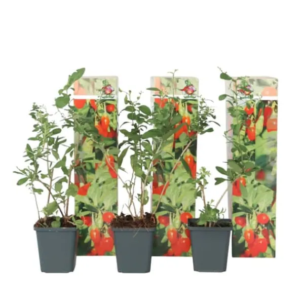 Outlet Goji bär - Set om 3 - Lycium barbarum - Höjd 25-40cm - ⌀9cm Buskar