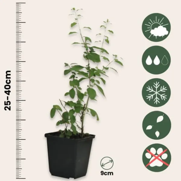 Outlet Goji bär - Set om 3 - Lycium barbarum - Höjd 25-40cm - ⌀9cm Buskar
