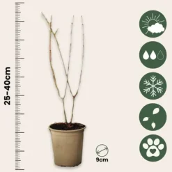 Granatäpple - Set om 3 - Punica granatum - Höjd 25-40cm - ⌀9cm