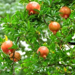 Granatäpple - Set om 3 - Punica granatum - Höjd 25-40cm - ⌀9cm