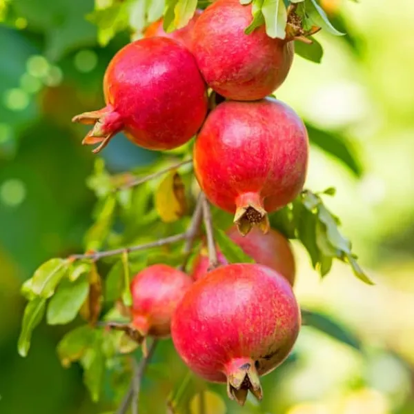Granatäpple - Set om 3 - Punica granatum - Höjd 25-40cm - ⌀9cm