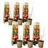 Granatäpple - Set om 6 - Punica granatum - Höjd 25-40cm - ⌀9cm
