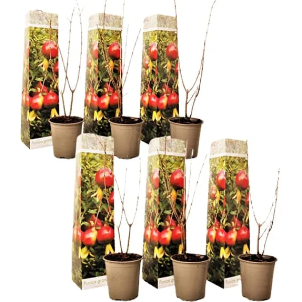 Granatäpple - Set om 6 - Punica granatum - Höjd 25-40cm - ⌀9cm
