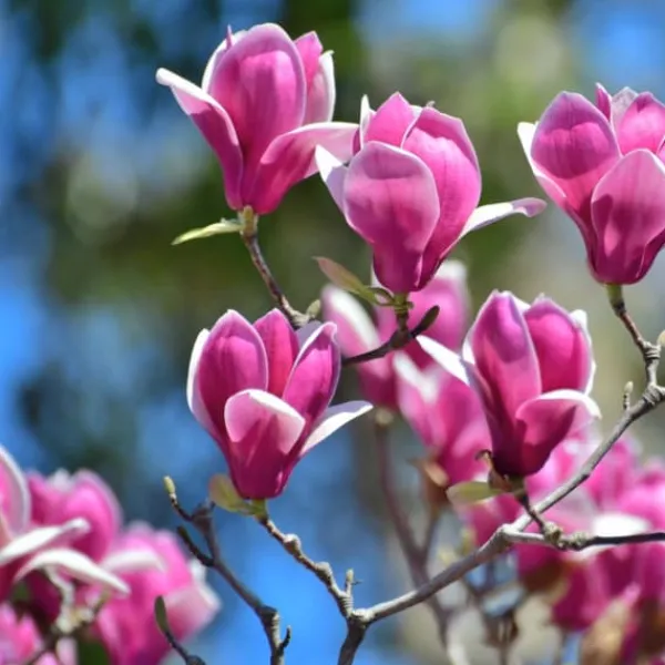 Hot Granulerad gödsel för Magnolias Garden Start 1kg Gödningsmedel