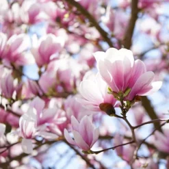Hot Granulerad gödsel för Magnolias Garden Start 1kg Gödningsmedel