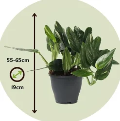 Grön krukväxt - Philodendron 'Cobra' - Höjd 55-65 cm - Kruka 19 cm