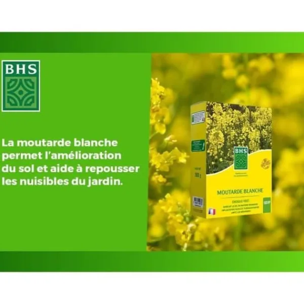 Sale Gröna gödselmedel - BHS - Vit senap 500g | 100 m² | Förbättrar och desinficerar jordar för bättre fertilitet. Gödningsmedel
