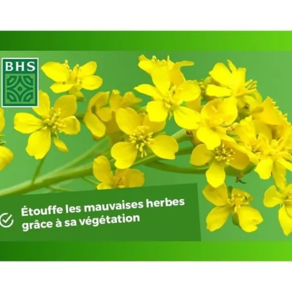 Sale Gröna gödselmedel - BHS - Vit senap 500g | 100 m² | Förbättrar och desinficerar jordar för bättre fertilitet. Gödningsmedel