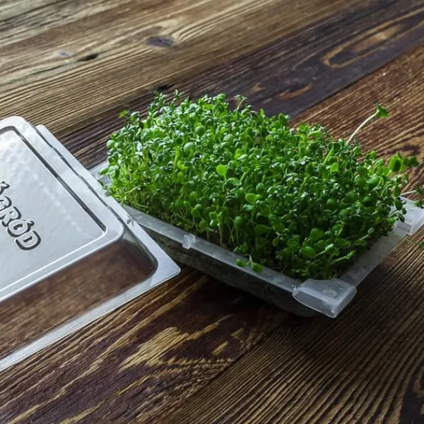 Clearance Gröna groddar med Rädisafrön Kit För Växt- & Örtplantering
