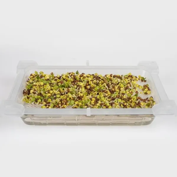 Clearance Gröna groddar med Rädisafrön Kit För Växt- & Örtplantering